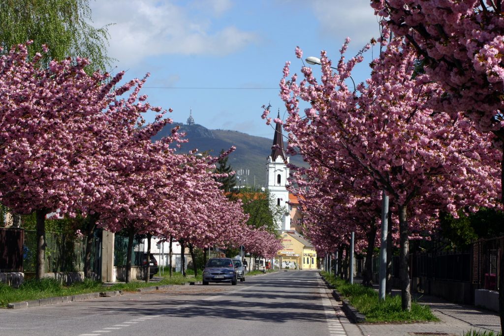 Rozkvitnutá májová Nitra