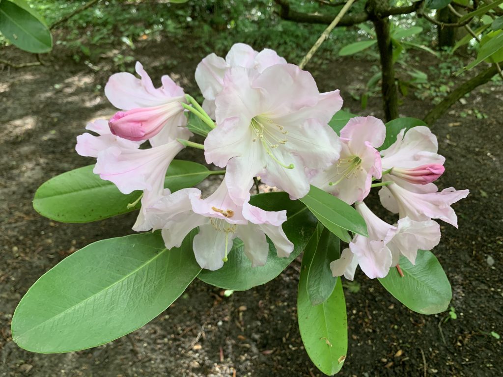 Arborétum konečne otvorené