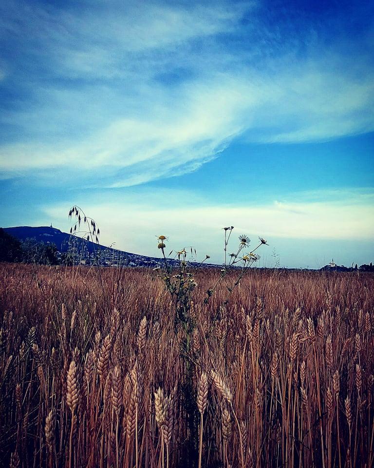 A obilie už žltne... Pozrite si FOTO