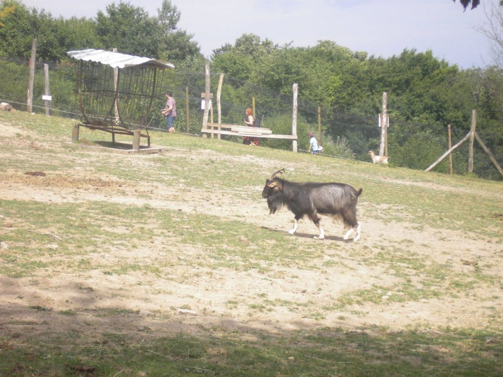 Zveropark v Revištskom Podzámčí neďaleko Žarnovice - FOTO
