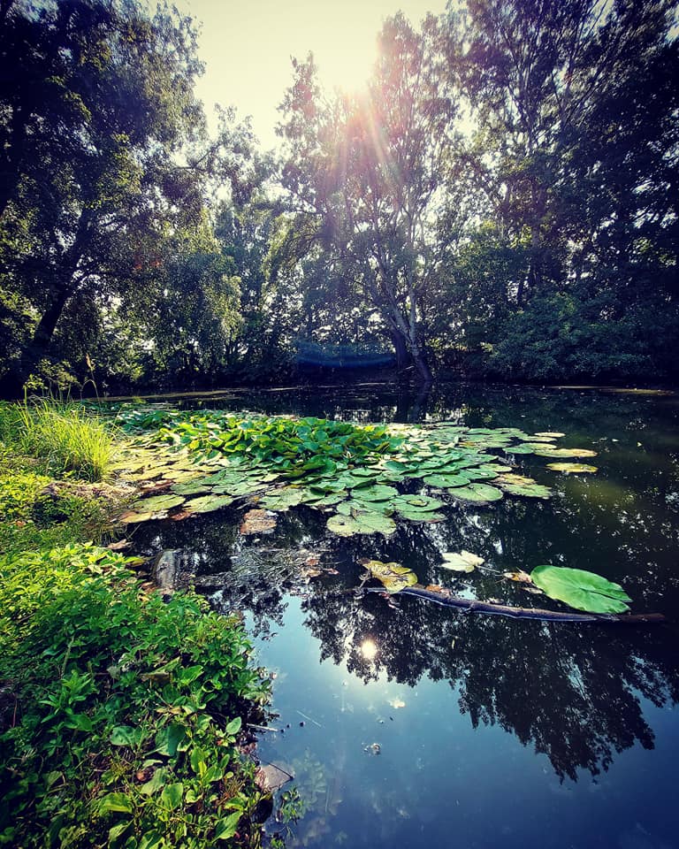 Leknové jazierko v parku - krása na pohľad