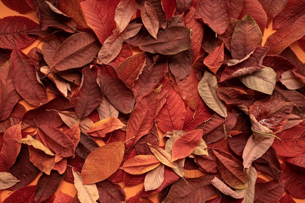 hnedé listy jeseň