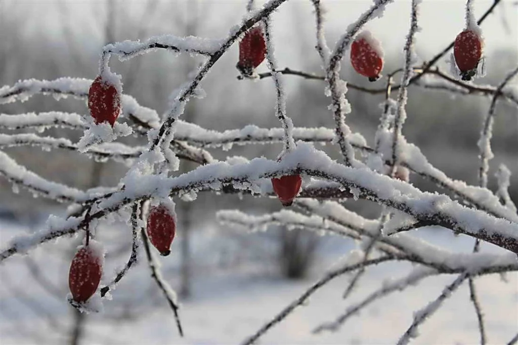 Počasie pre Slovensko na dnes 20. januára