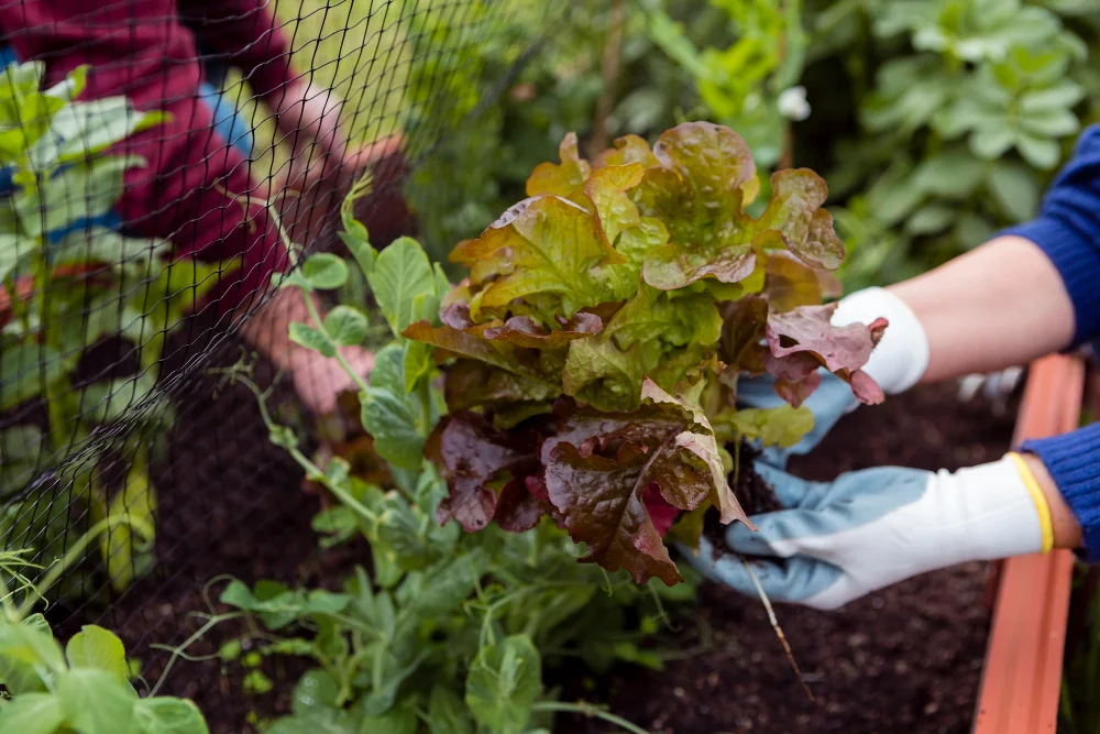 Botanická záhrada SPU chystá zaujímavý workshop: Naučte sa pripraviť VYVÝŠENÝ ZÁHON